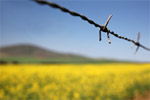 Rapsfeld hinter Stacheldrat. Biosprit ist zum Streitthema geworden.