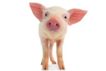 Bild: Fotolia / fotomaster Bild: Fotolia / fotomaster