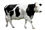 Bild: Fotolia / Eugen Wais Bild: Fotolia / Eugen Wais