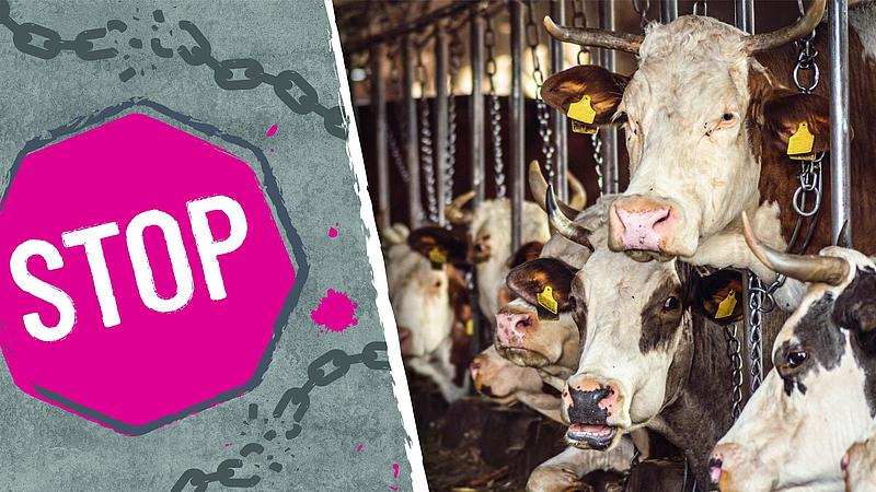 Kühe in Anbindehaltung mit Stop-Schild - foodwatch fordert Verbot