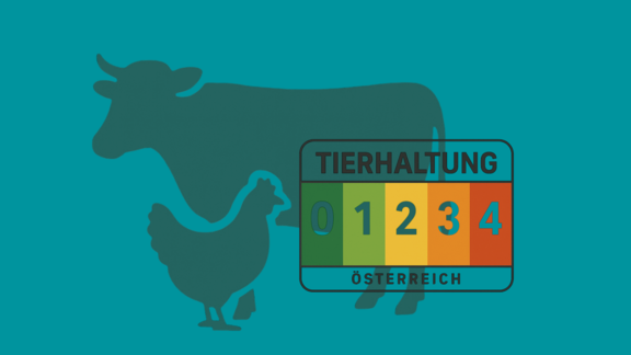 Kuh und Huhn hinter Ampelsystem für Tierhaltungskennzeichnung