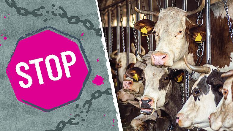 Kühe in Anbindehaltung mit Stop-Schild - foodwatch fordert Verbot