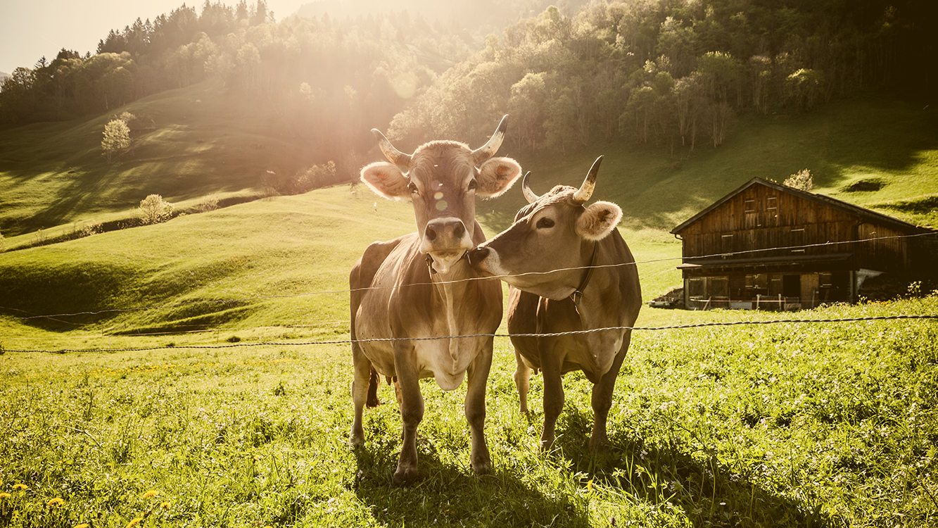 Bundesregierung Verharmlost Zustande In Der Tierhaltung Foodwatch De