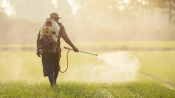 Arbeiter:in sprüht pestizide auf einem Feld
