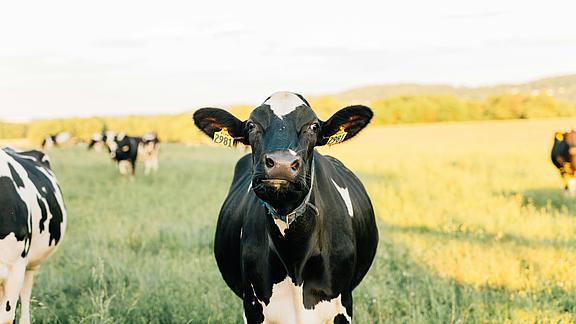 Schwarz-weiße Kuh auf der Weide mit Gras und Sonnenschein