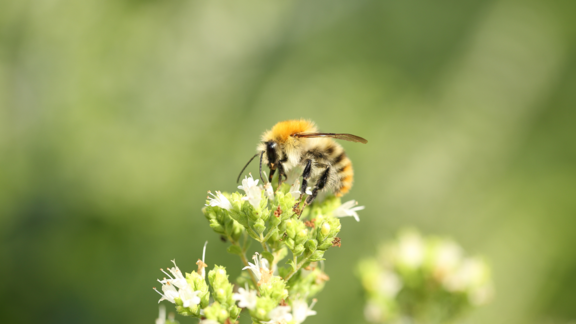 Wildbiene sammelt Nektar auf Blume