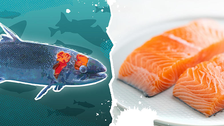 Auf der linken Seite eine stilisierte Darstellung eines Lachses mit Verletzungen, auf der rechten Seite frische Lachsstücke auf einem Teller. Das Bild hebt die Missstände in der Fischzucht hervor.